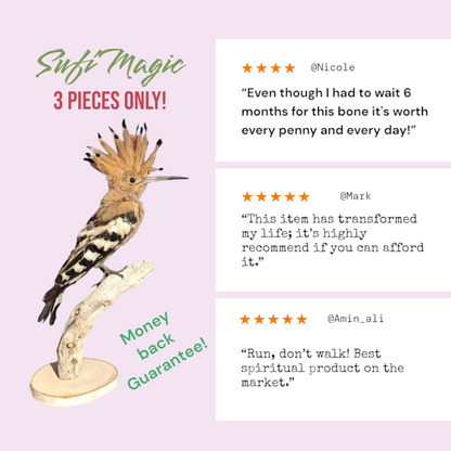 The Sacred Hoopoe Bone 3 pieces only